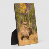 Männlicher Elch | Rocky Mountain National Park, Co Fotoplatte (Seite)