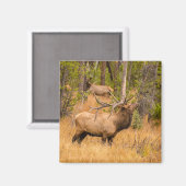 Männlicher Elch | Rocky Mountain National Park, Co Magnet (Vorderseite/Rückseite)