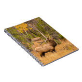 Männlicher Elch | Rocky Mountain National Park, Co Notizblock (Rechte Seite)