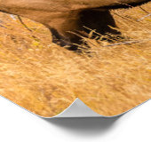 Männlicher Elch | Rocky Mountain National Park, Co Poster (Ecke)