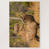 Männlicher Elch | Rocky Mountain National Park, Co Puzzle (Vertikal)