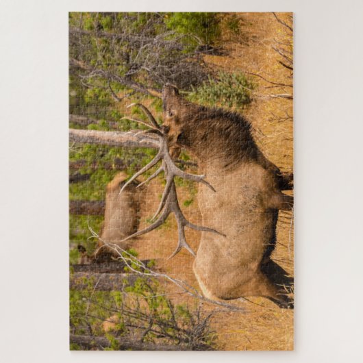 Männlicher Elch | Rocky Mountain National Park, Co Puzzle (Vertikal)