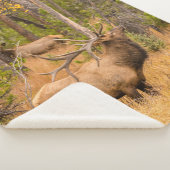 Männlicher Elch | Rocky Mountain National Park, Co Sherpadecke (3/4)