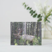 Männlicher Elk, Grand Teton Nationalpark, Fotograf Postkarte (Stehend Vorderseite)