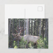 Männlicher Elk, Grand Teton Nationalpark, Fotograf Postkarte (Vorne/Hinten)
