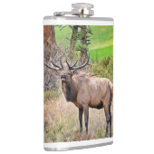 Männlicher Elk im Estes Park, Colorado im Septembe Flachmann (Rechts)