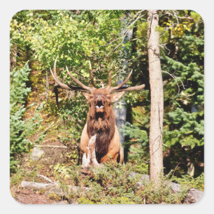 Männlicher Elk im Rocky Mountain Nationalpark Quadratischer Aufkleber