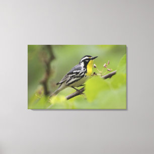 Männlicher Gelbkehl-Waldsänger, Dendroica Leinwanddruck