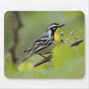Männlicher Gelbkehl-Waldsänger, Dendroica Mousepad