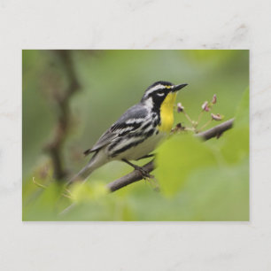 Männlicher Gelbkehl-Waldsänger, Dendroica Postkarte