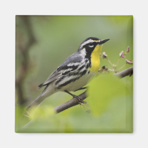 Männlicher Gelbkehlammer, Dendroica Magnet