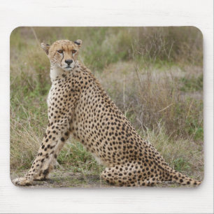 männlicher Gepard, Acinonyx jubatus, Serengeti, Mousepad