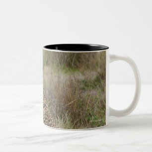 männlicher Gepard, Acinonyx jubatus, Serengeti, Zweifarbige Tasse