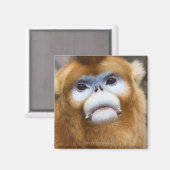 Männlicher Golden Monkey Pygathrix roxellana, Port Magnet (Vorderseite/Rückseite)