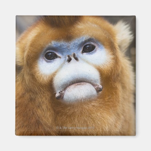 Männlicher Golden Monkey Pygathrix roxellana, Port Magnet (Vorne)