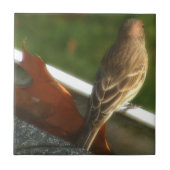 Männlicher Haus-Fink Fliese (Vorderseite)