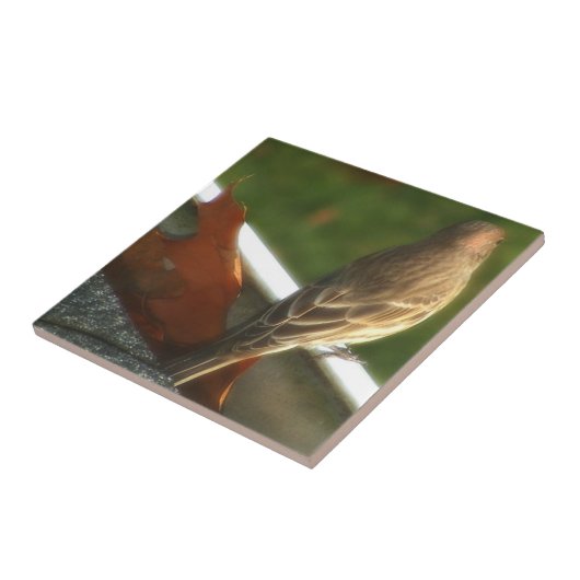 Männlicher Haus-Fink Fliese (Seite)