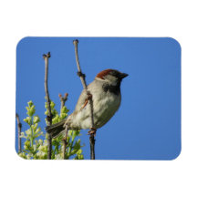 Männlicher Haussperling im Sommer Magnet