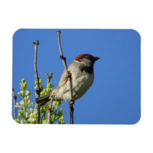 Männlicher Haussperling im Sommer Magnet