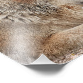 Männlicher Holzwolf im Schnee Nah Fotodruck (Ecke)