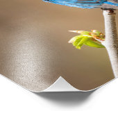 Männlicher Indigobjagdvogel im Frühjahrsbaum Fotodruck (Ecke)