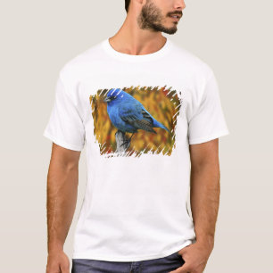 Männlicher Indigofink, Passerina cyanea T-Shirt