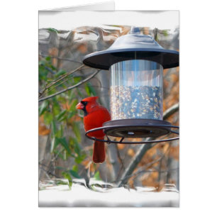 Männlicher Kardinal