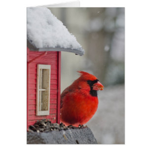 Männlicher Kardinal am Anleger im Schnee