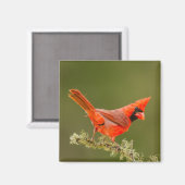 Männlicher Kardinal auf Ast Magnet (Vorderseite/Rückseite)