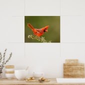 Männlicher Kardinal auf Ast Poster (Küche)