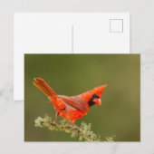 Männlicher Kardinal auf Ast Postkarte (Vorne/Hinten)