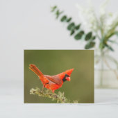Männlicher Kardinal auf Ast Postkarte (Stehend Vorderseite)
