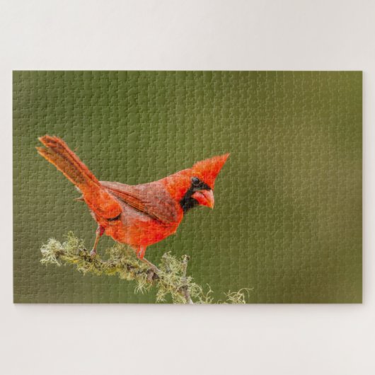 Männlicher Kardinal auf Ast Puzzle (Horizontal)