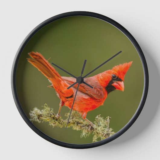 Männlicher Kardinal auf Ast Uhr (Vorderseite)