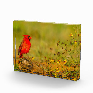 Männlicher Kardinal auf Baumstamm Fotoblock