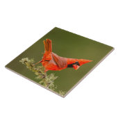 Männlicher Kardinal auf Limb Fliese (Seite)