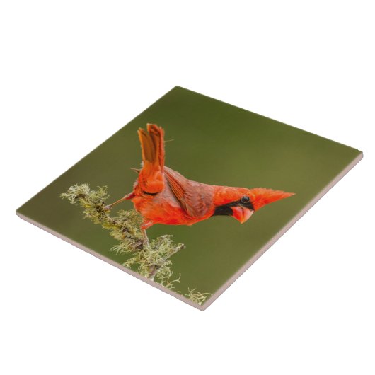 Männlicher Kardinal auf Limb Fliese (Seite)
