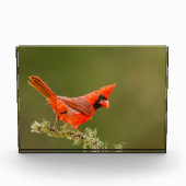 Männlicher Kardinal auf Limb Fotoblock (Vorderseite)