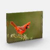 Männlicher Kardinal auf Limb Fotoblock (Links)