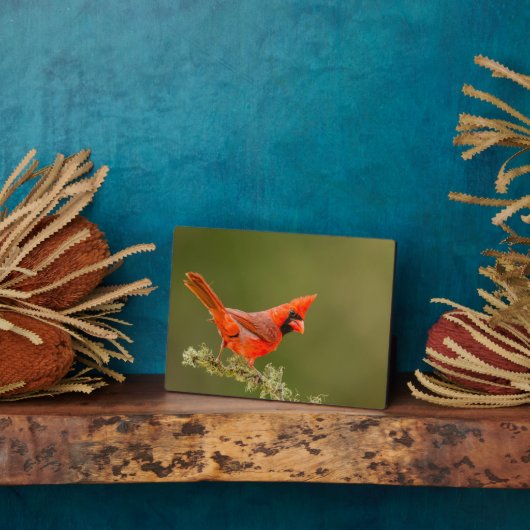 Männlicher Kardinal auf Limb Fotoplatte (Seite)