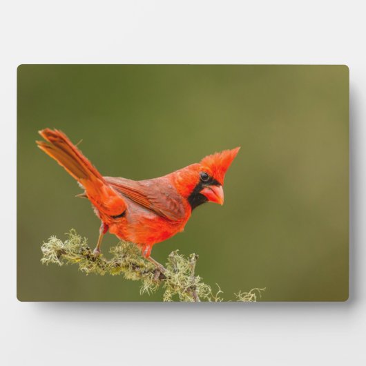 Männlicher Kardinal auf Limb Fotoplatte (Vorderseite)