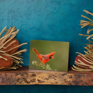 Männlicher Kardinal auf Limb Fotoplatte