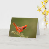 Männlicher Kardinal auf Limb Karte (Gelbe Blume)