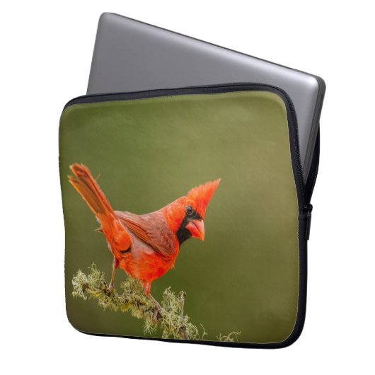 Männlicher Kardinal auf Limb Laptopschutzhülle (Vorderseite Links)