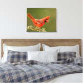 Männlicher Kardinal auf Limb Leinwanddruck (Insitu (Schlafzimmer))