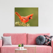 Männlicher Kardinal auf Limb Leinwanddruck (Insitu (Wohnzimmer))