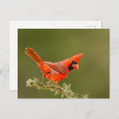 Männlicher Kardinal auf Limb Postkarte (Vorne/Hinten)