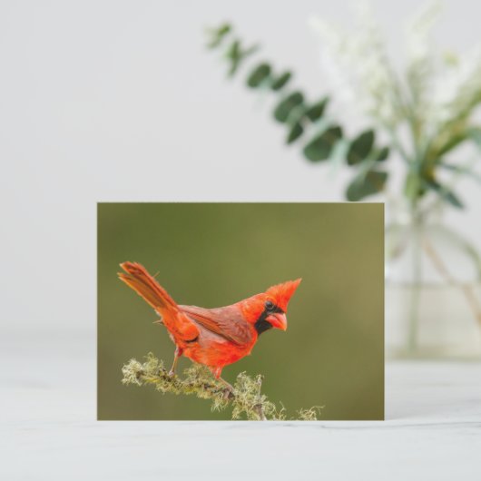 Männlicher Kardinal auf Limb Postkarte (Stehend Vorderseite)