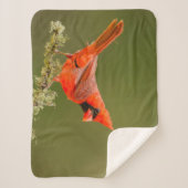 Männlicher Kardinal auf Limb Sherpadecke (Vorderseite)