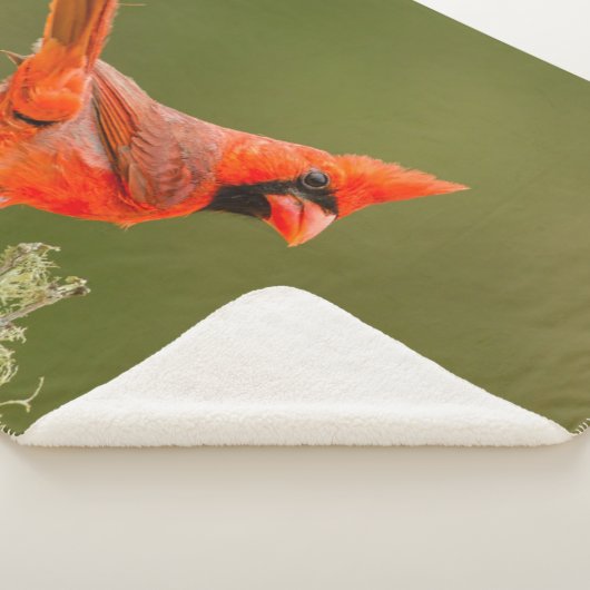 Männlicher Kardinal auf Limb Sherpadecke (3/4)